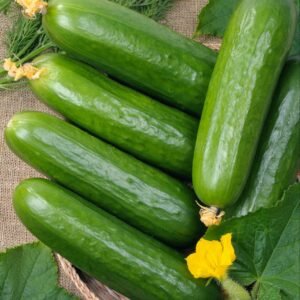 Mini cornichons : connu pour son saveur doux avec un parfum attirant