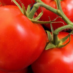 Tomate ronde