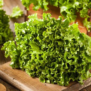 Salade fraîche et sainte feuille de Vert bio