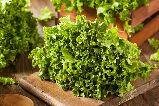 Salade fraîche et sainte feuille de Vert bio