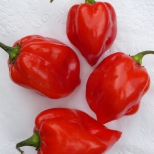 Piment rouge
