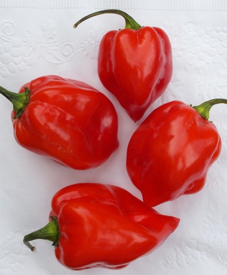 Piment rouge