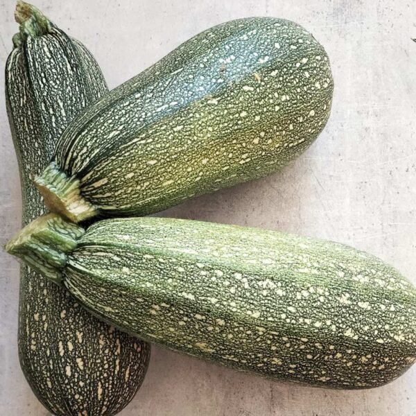 Courgettes africaine