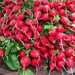 Radis rouge