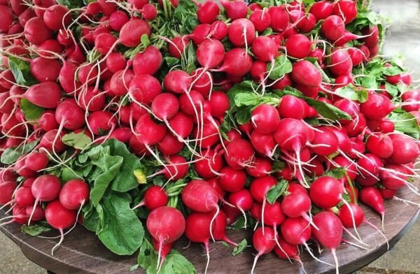 Radis rouge