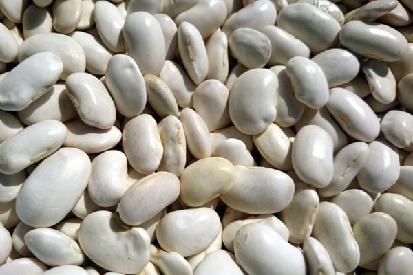 Haricots blancs