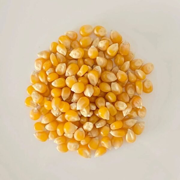Grain de maïs